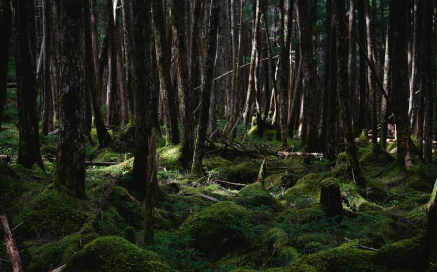 Lush wooded forest landscape, illustrating ecosystem restoration
