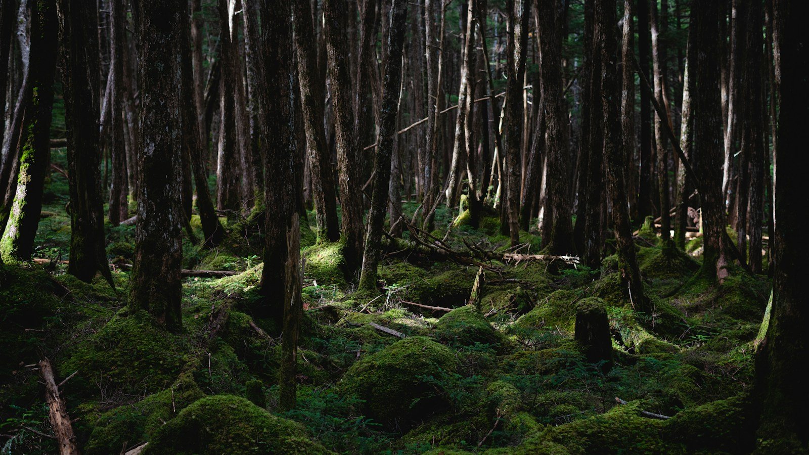 Lush wooded forest landscape, illustrating ecosystem restoration