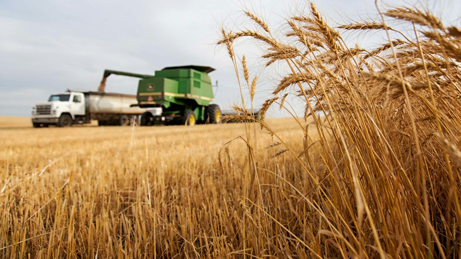 Combine harvester working in a wheat field, illustrating agricultural food supply issues, not a farm affected by Hormuz shipping disruption